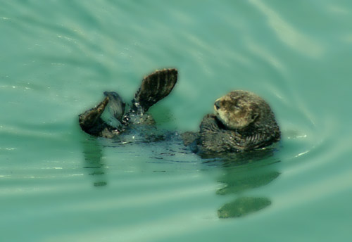 Sea Otter along the way